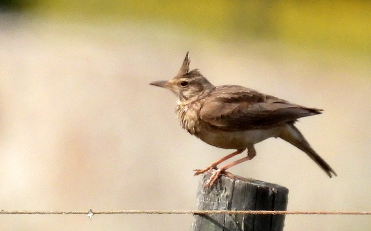 Crested Lark - ML551387471