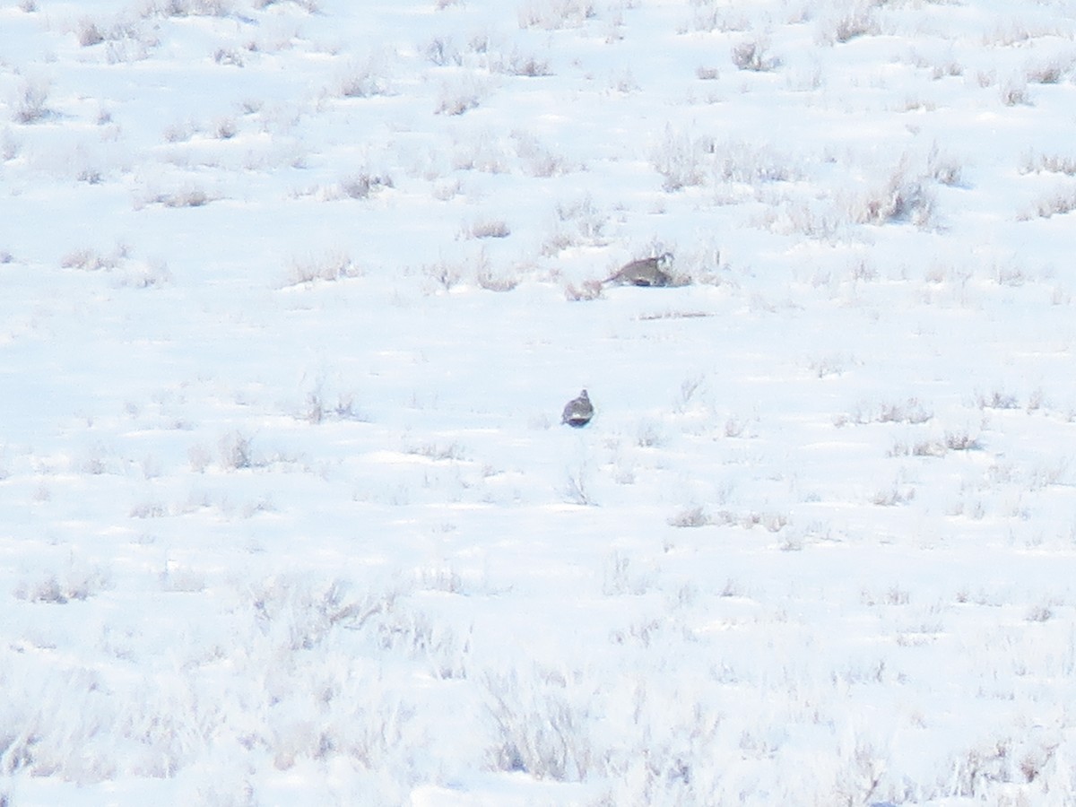 Greater Sage-Grouse - ML551387691