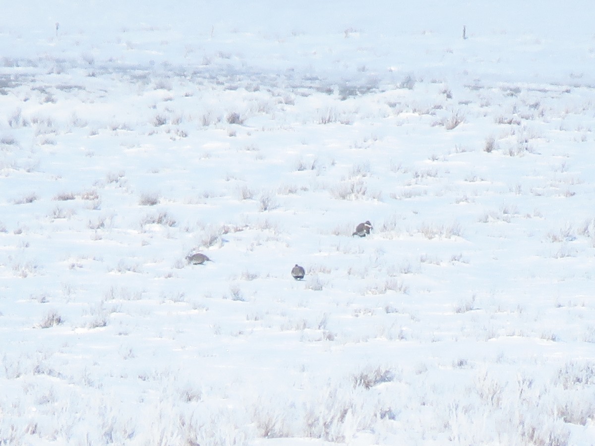 Greater Sage-Grouse - ML551387701