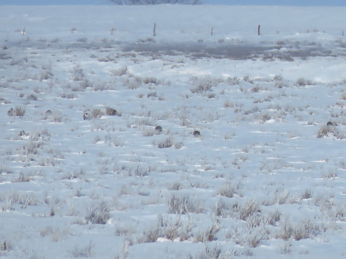Greater Sage-Grouse - ML551387721