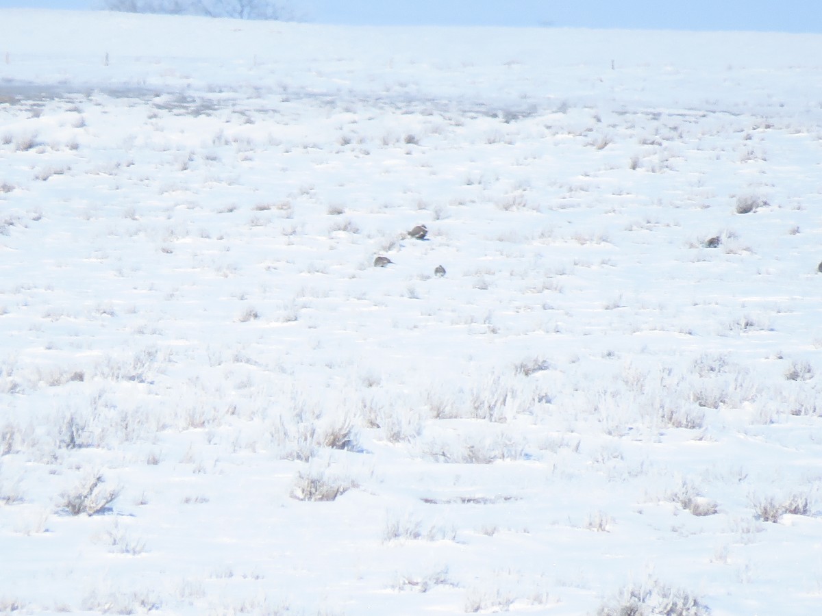 Greater Sage-Grouse - ML551387731