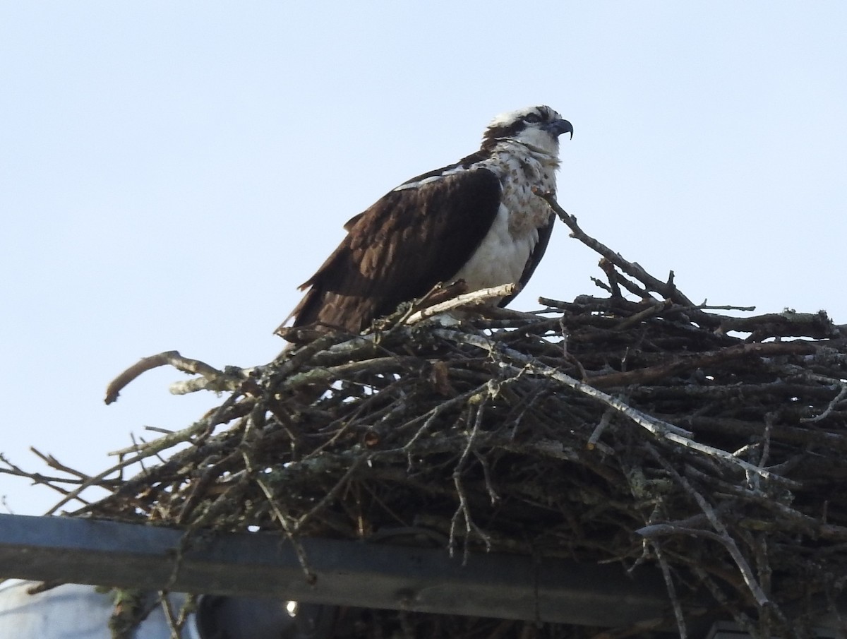 Osprey - ML551388351