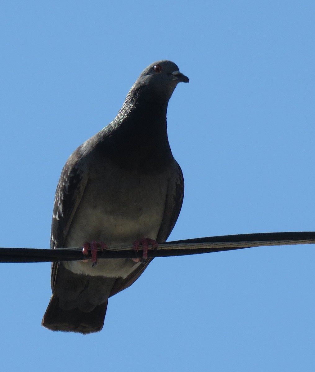 Rock Pigeon (Feral Pigeon) - ML551388441