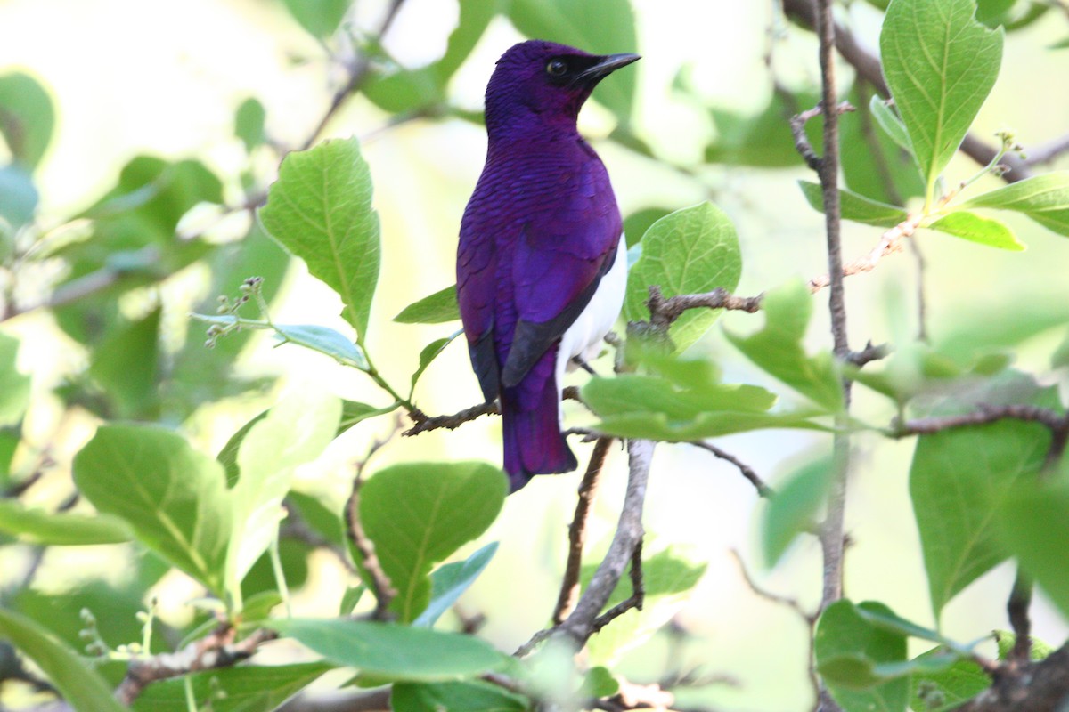 Violet-backed Starling - ML551391921
