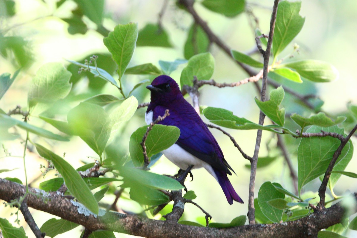Violet-backed Starling - ML551391931