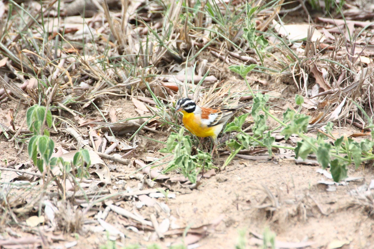 Golden-breasted Bunting - ML551392551