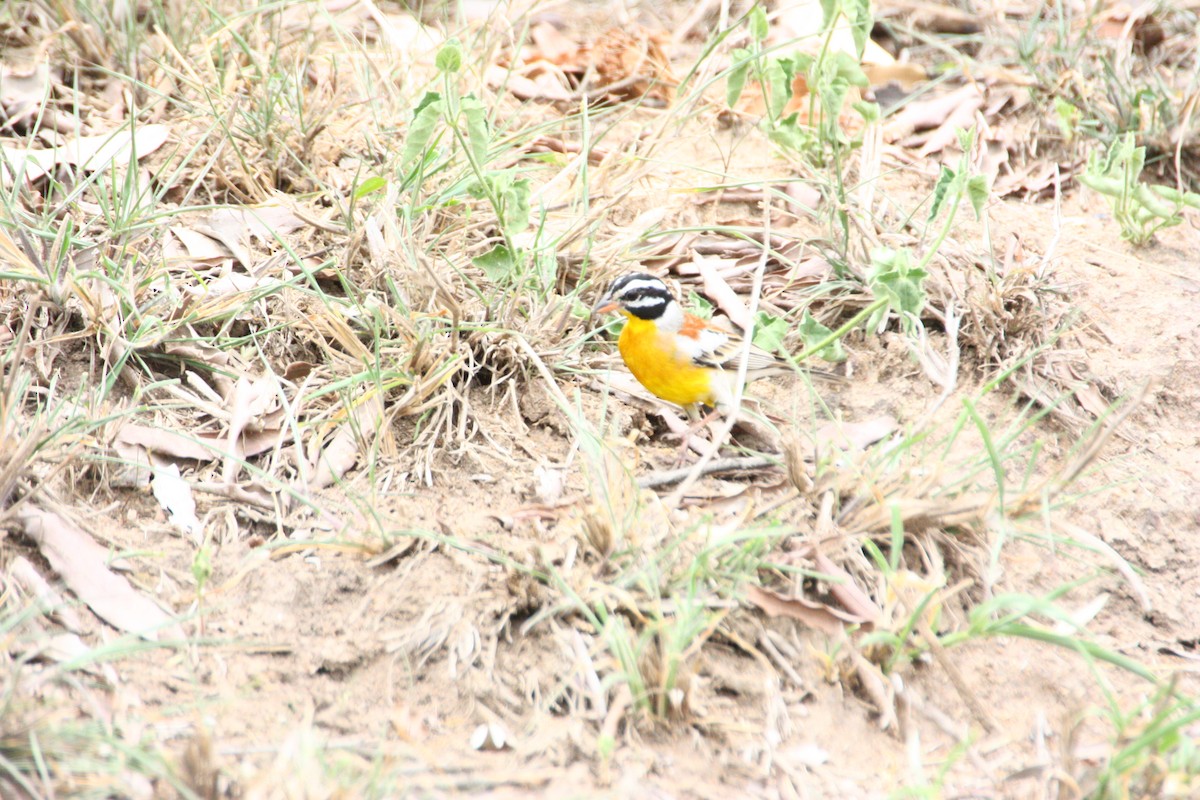 Golden-breasted Bunting - ML551392561