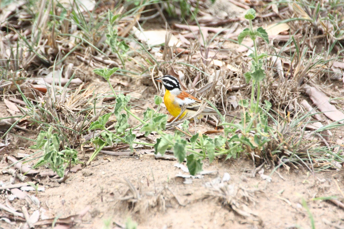 Golden-breasted Bunting - ML551392571