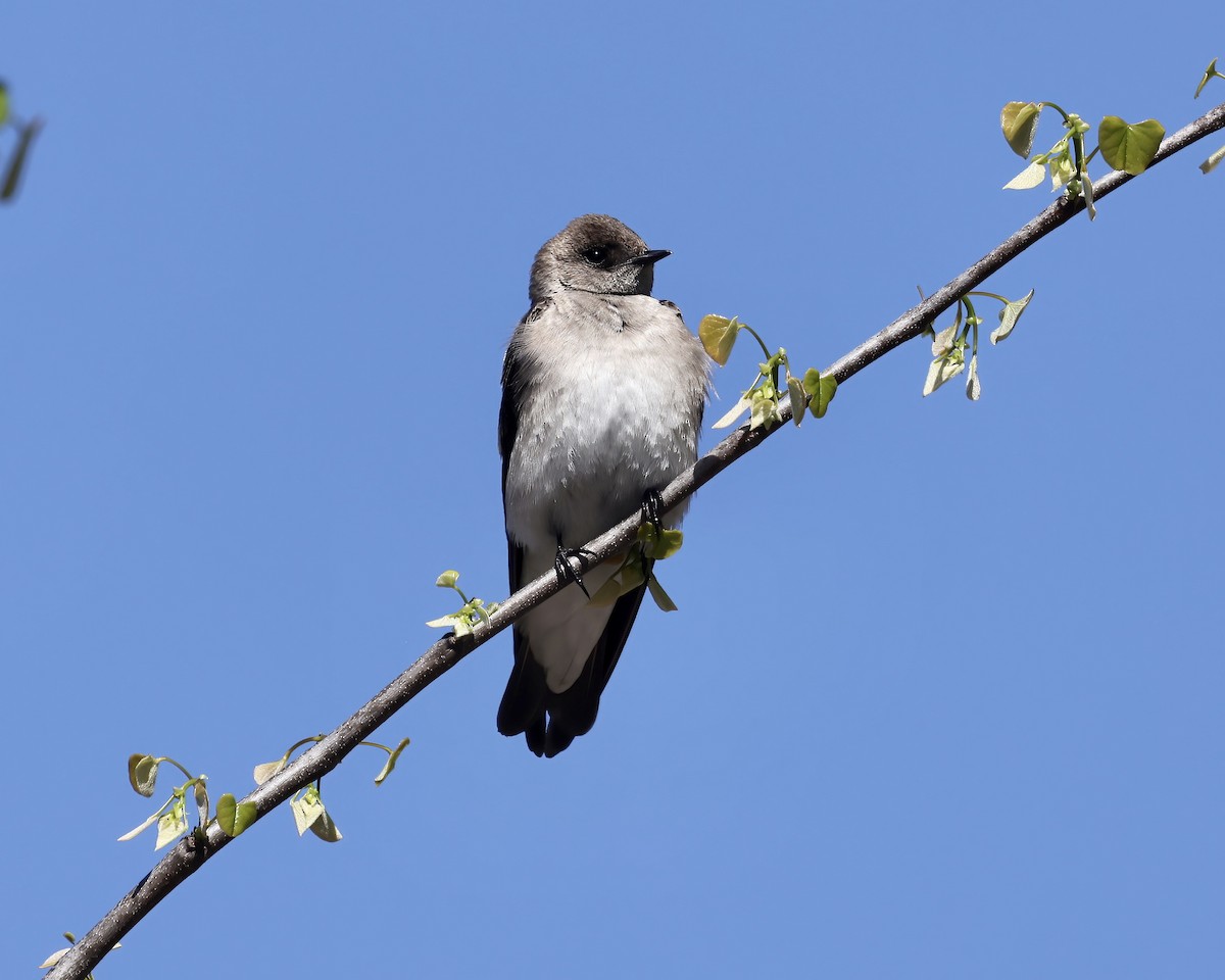 Northern Rough-winged Swallow - ML551393861