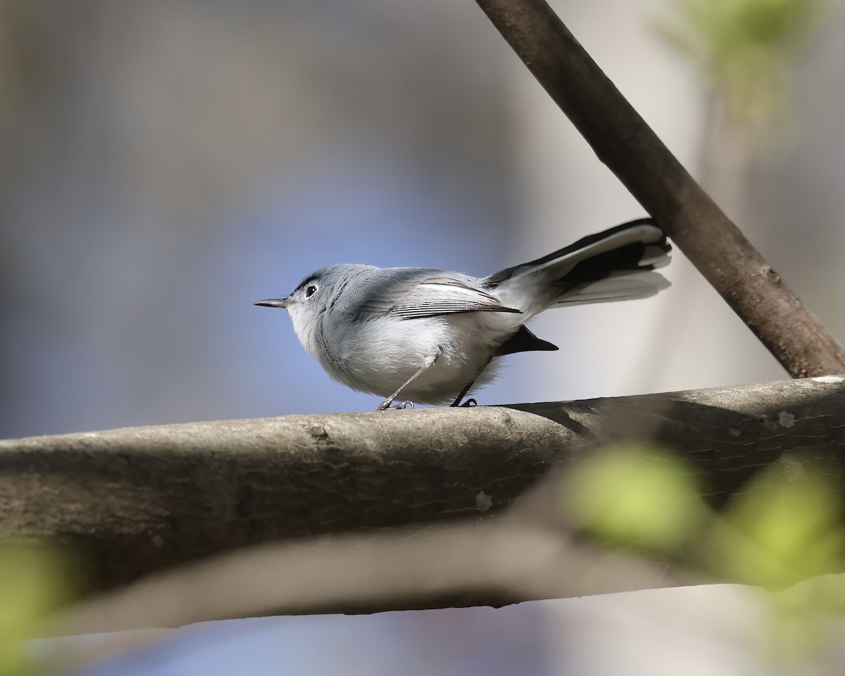 Blue-gray Gnatcatcher - ML551393931
