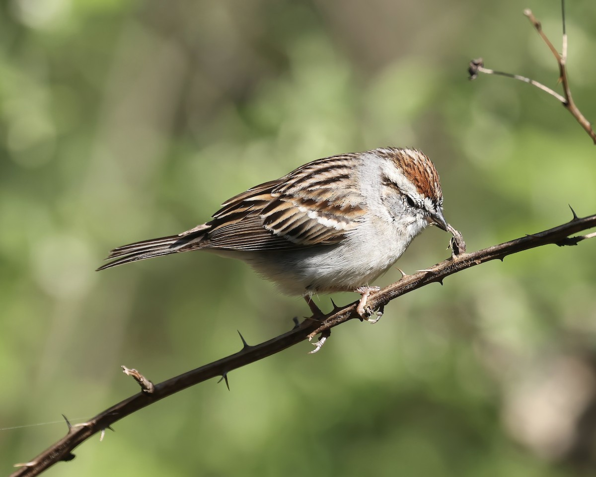 Chipping Sparrow - ML551393991