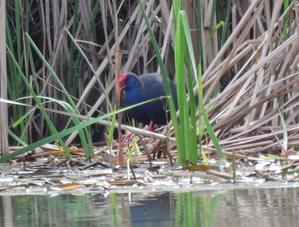 Western Swamphen - ML551394551