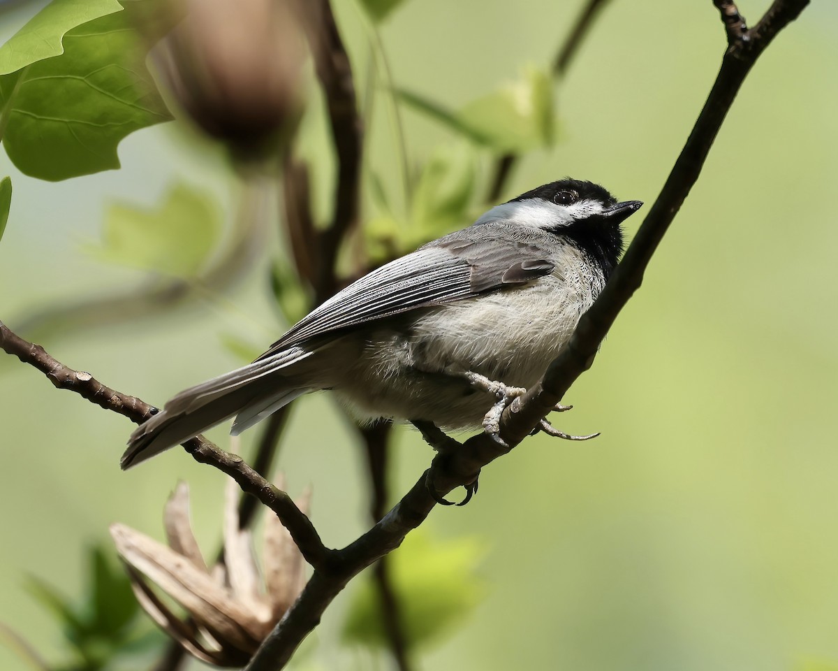 Carolina Chickadee - ML551394801