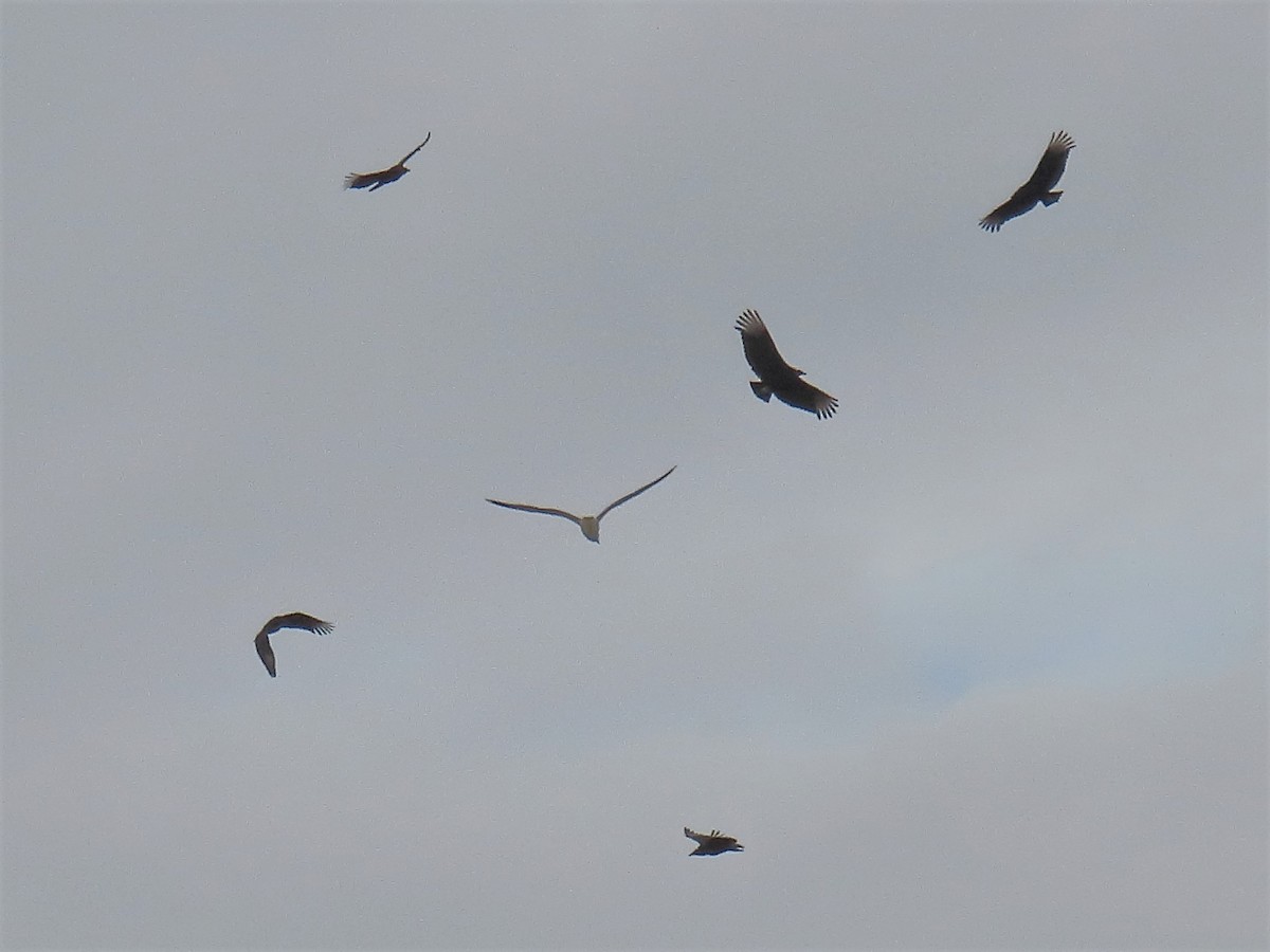 Black Vulture - ML551395591