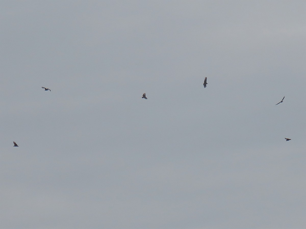 Black Vulture - ML551395601