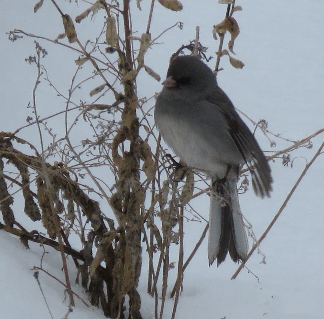 Dark-eyed Junco (Gray-headed) - ML551396151