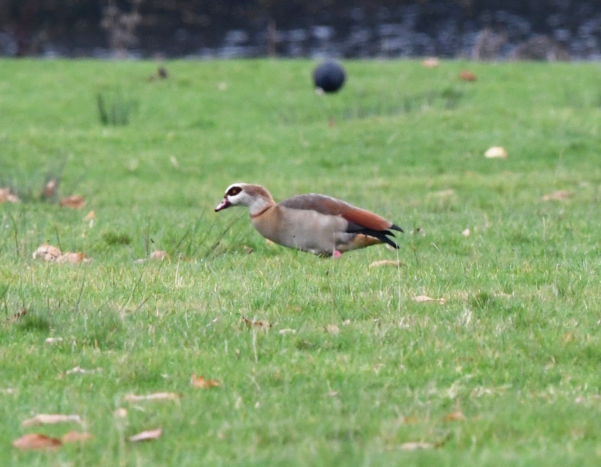 Egyptian Goose - A Emmerson