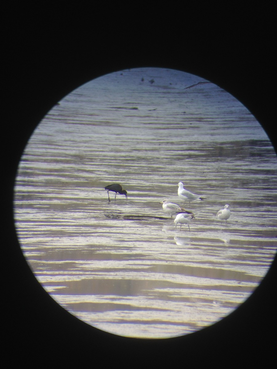 Гялаан билүүс - ML55139701