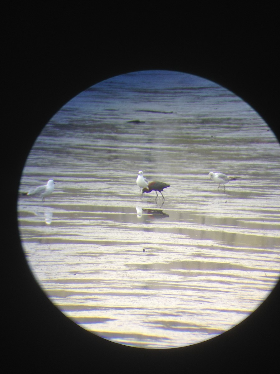 Гялаан билүүс - ML55139711