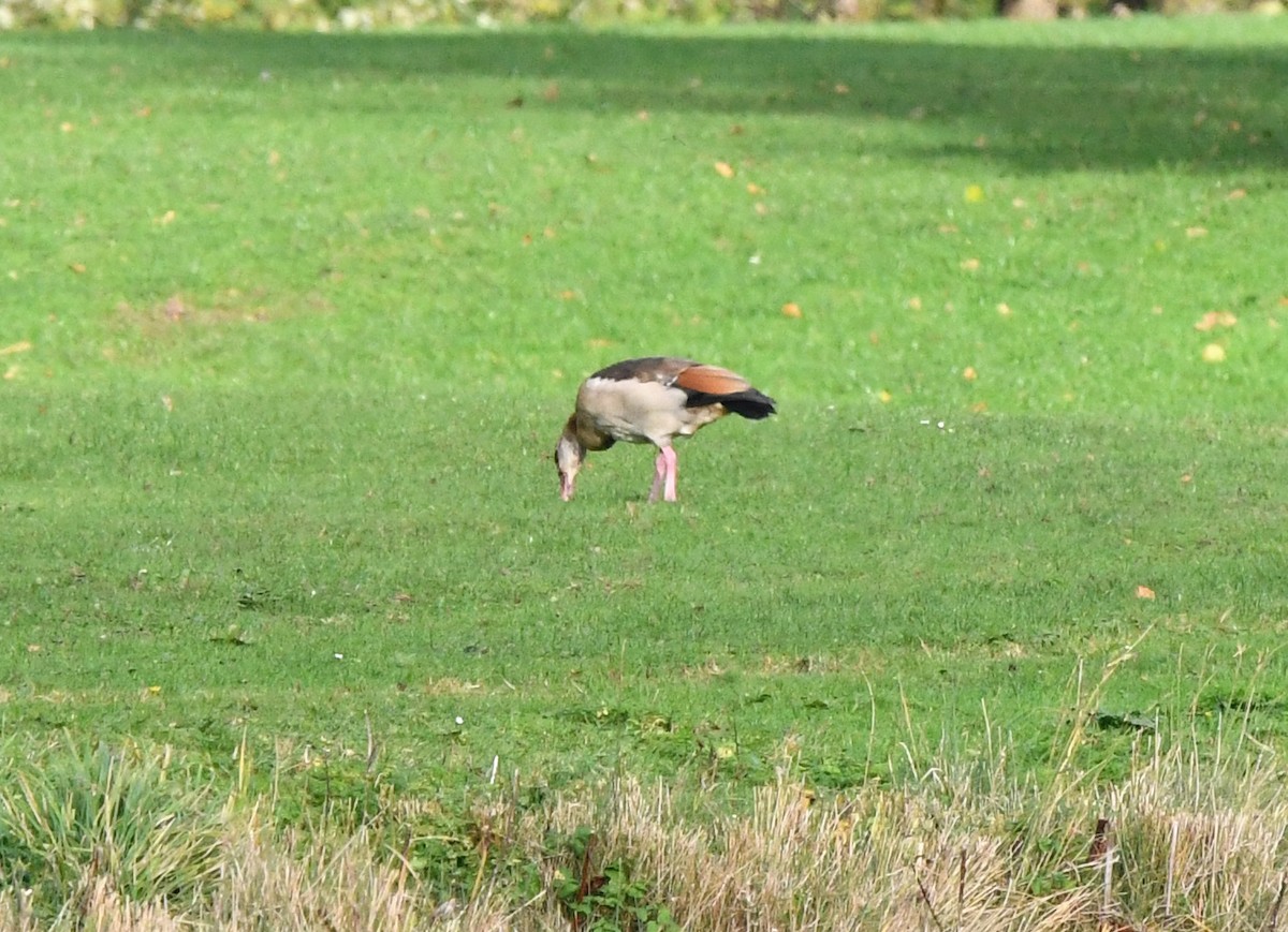 Egyptian Goose - ML551398881