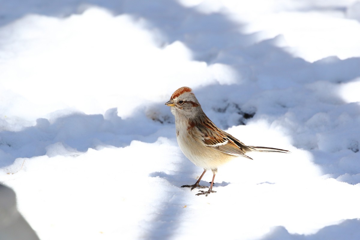American Tree Sparrow - ML551400771