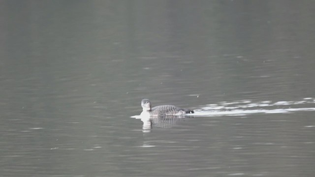 Plongeon huard - ML551401391