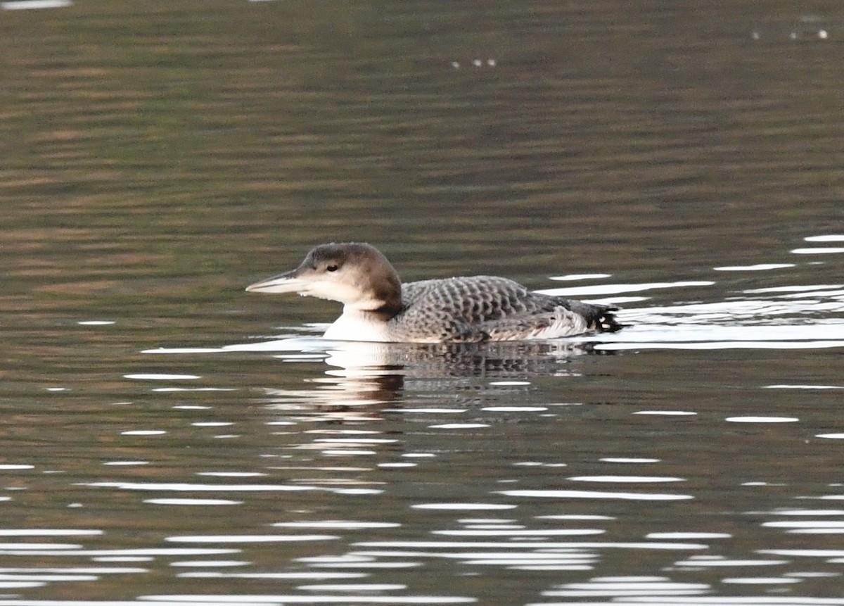 Plongeon huard - ML551402211