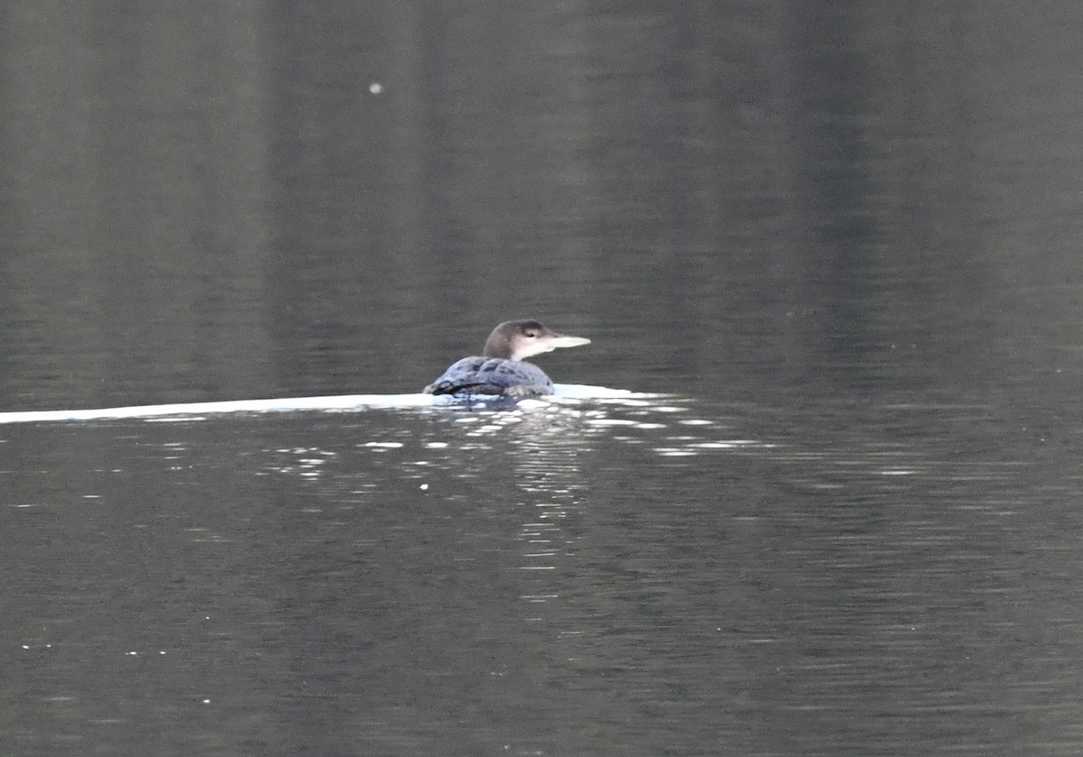 Common Loon - ML551402231