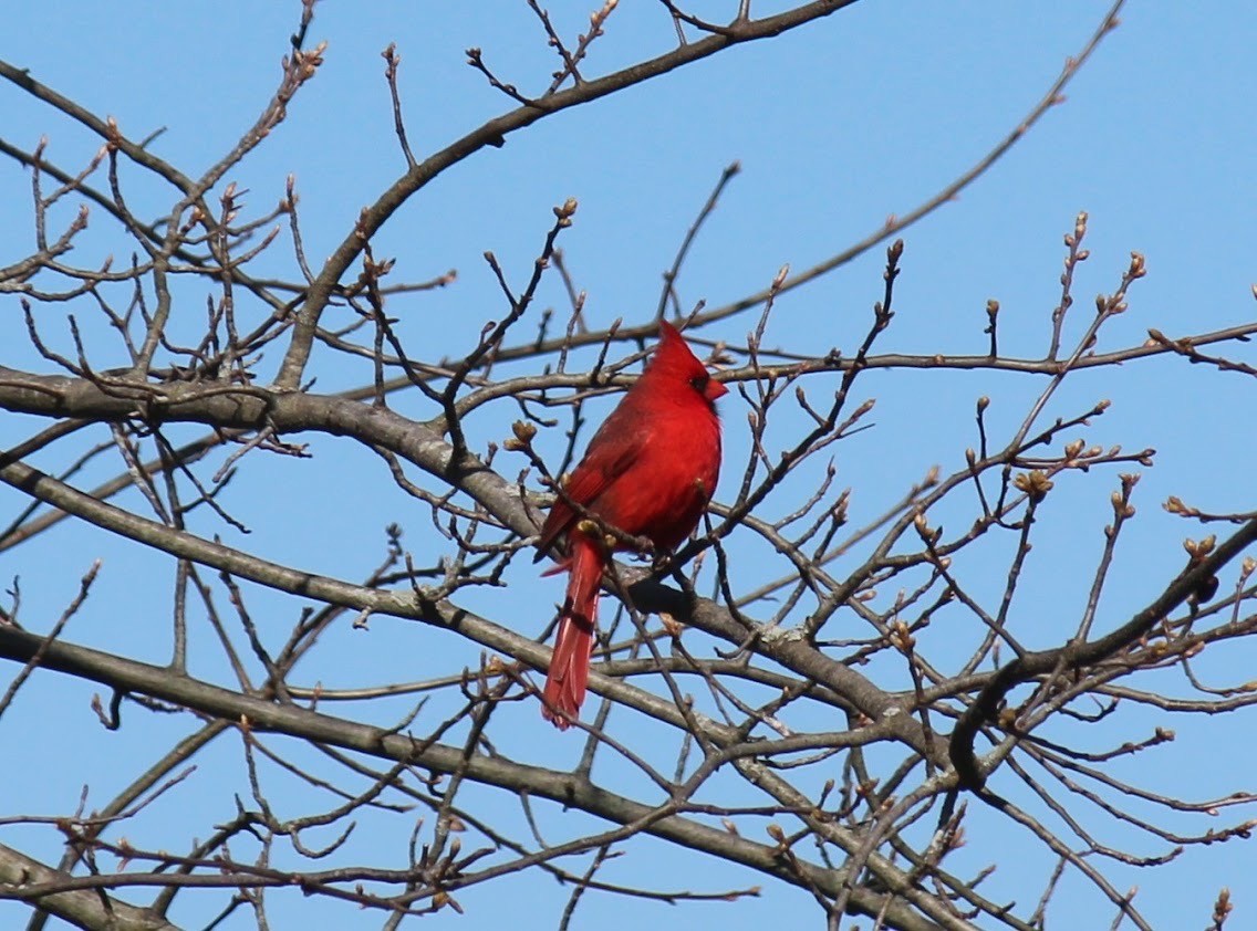 Northern Cardinal - ML551403281