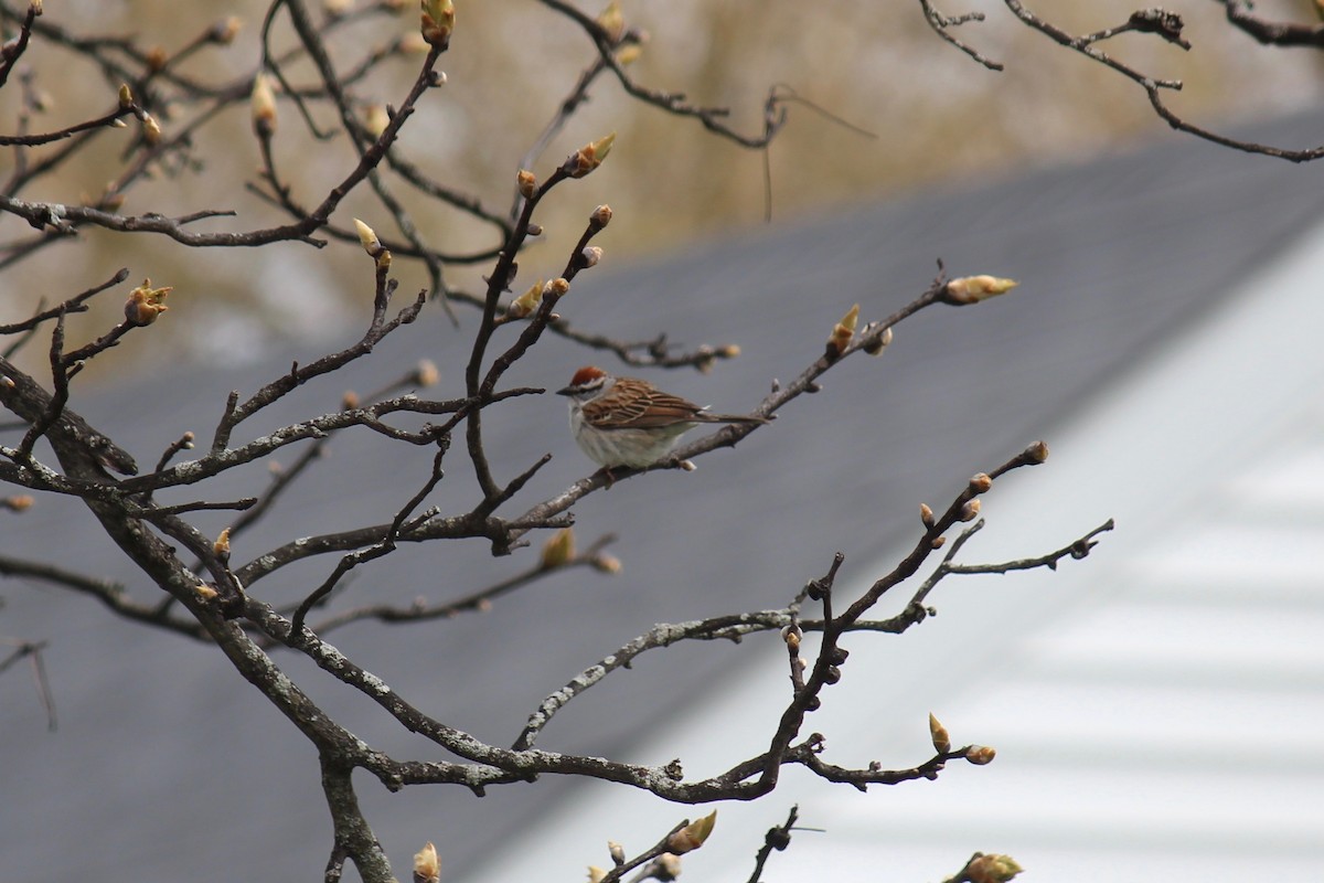 Chipping Sparrow - ML551403411