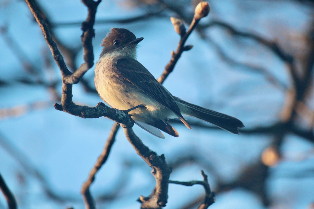 Eastern Phoebe - ML551403481