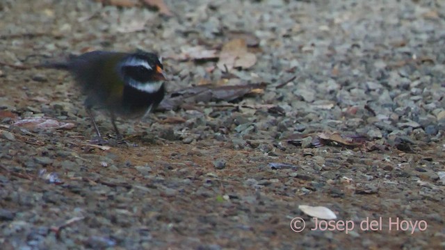 Orange-billed Sparrow - ML551404031