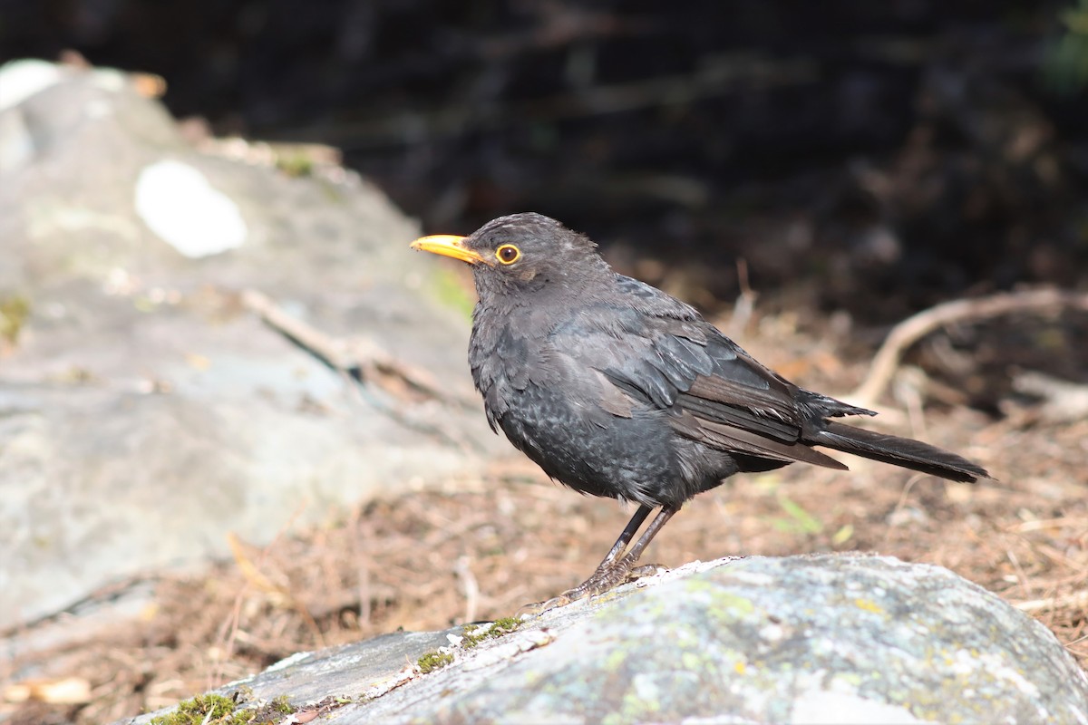 Eurasian Blackbird - ML551404381