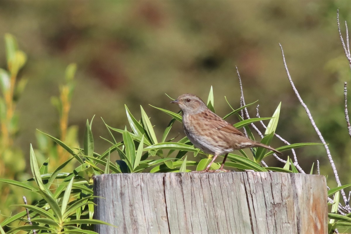 Dunnock - ML551404501