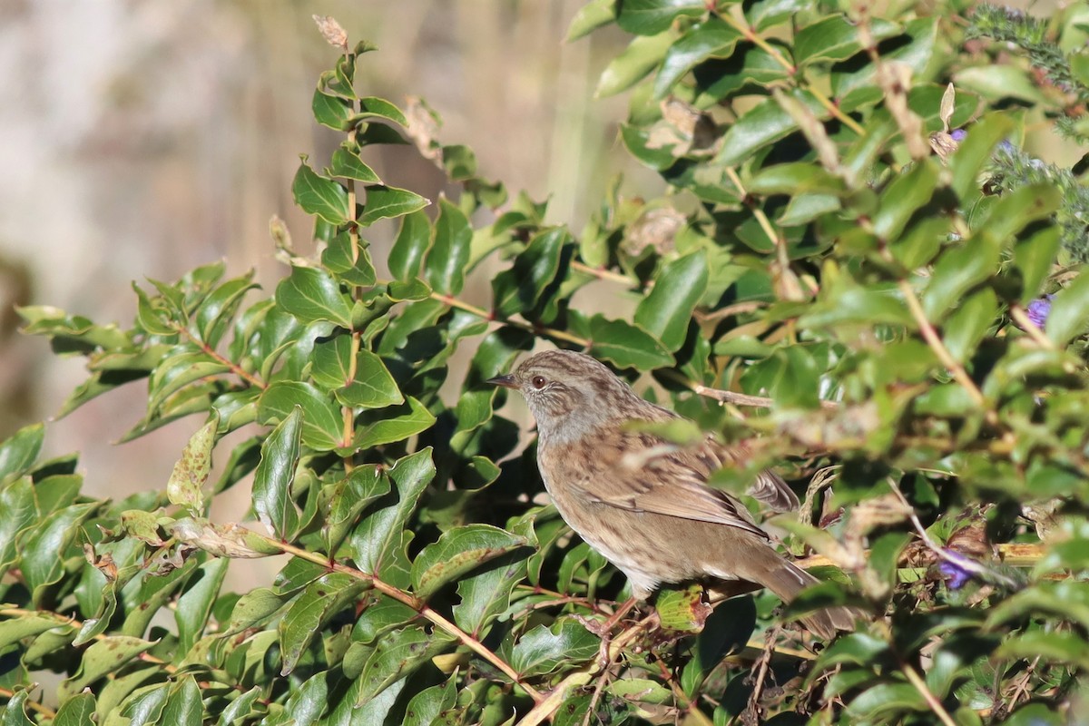 Dunnock - ML551404511