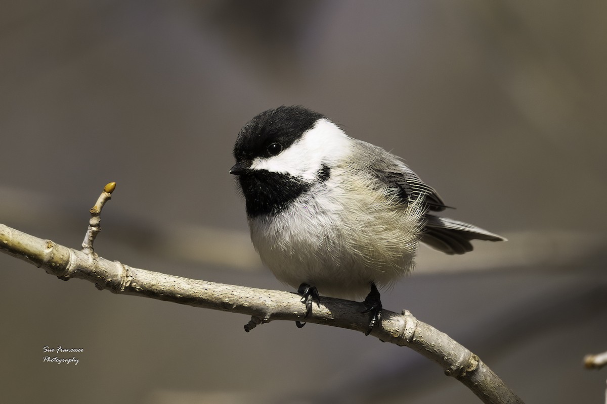 Black-capped Chickadee - ML551404521