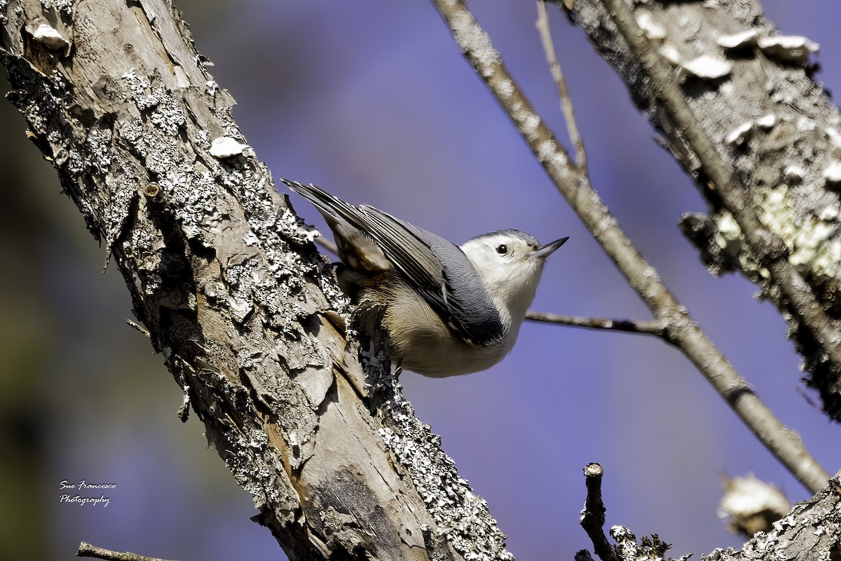 White-breasted Nuthatch - ML551404541