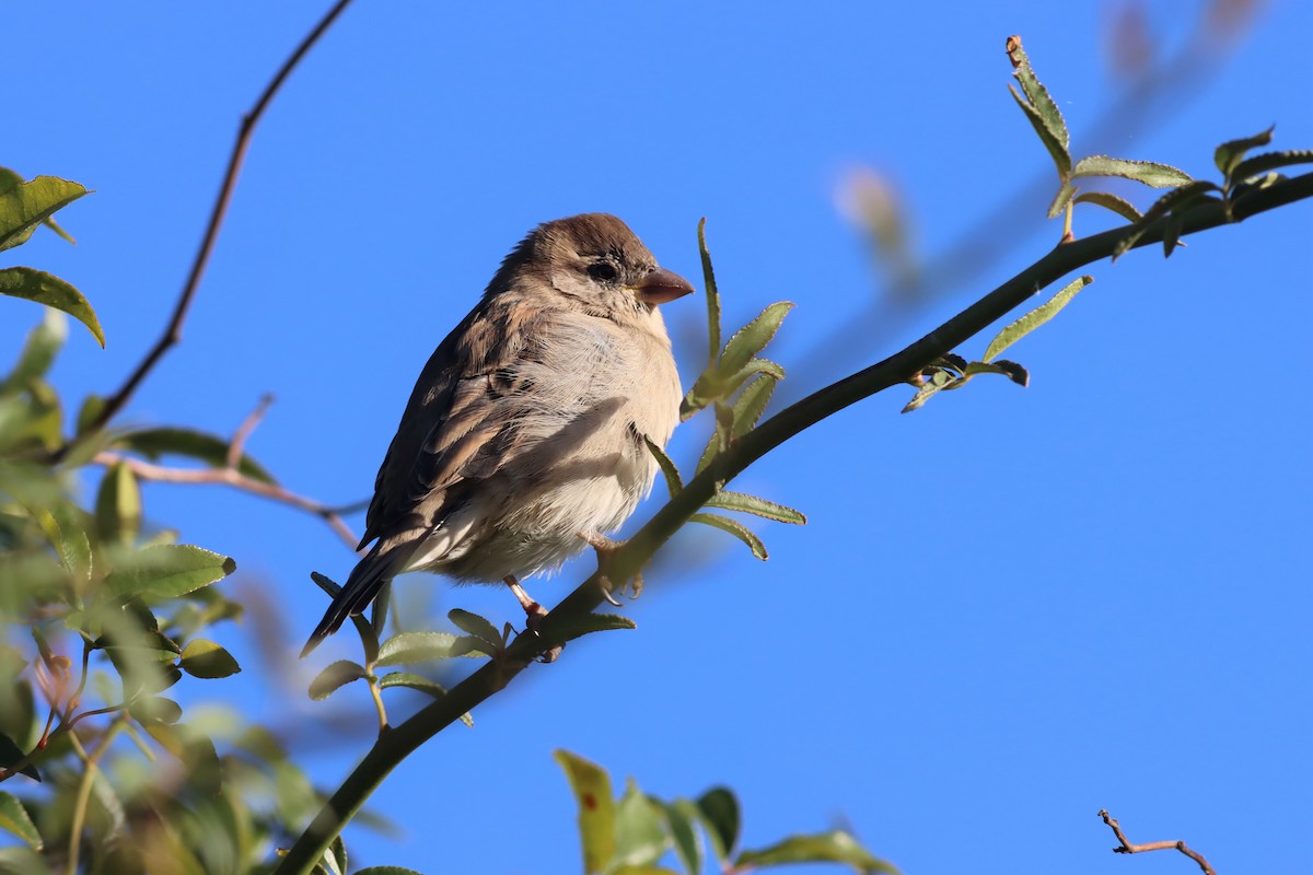 House Sparrow - ML551404691