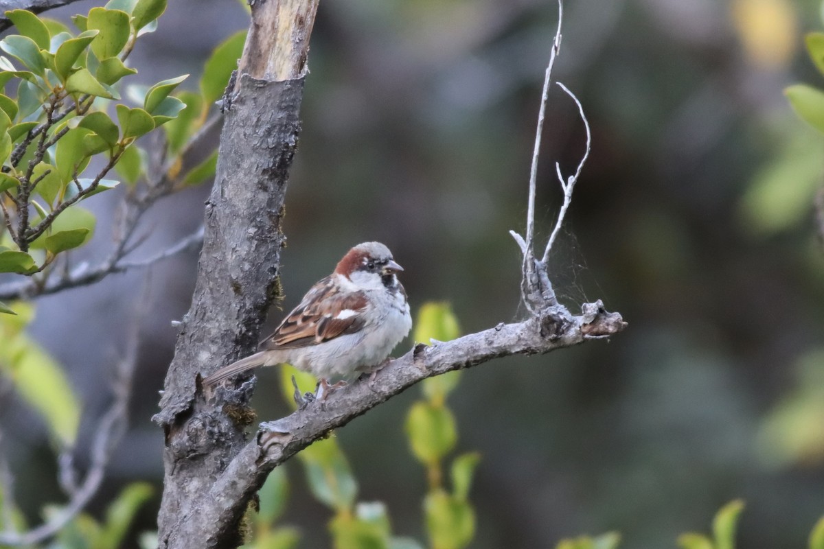 House Sparrow - ML551404711