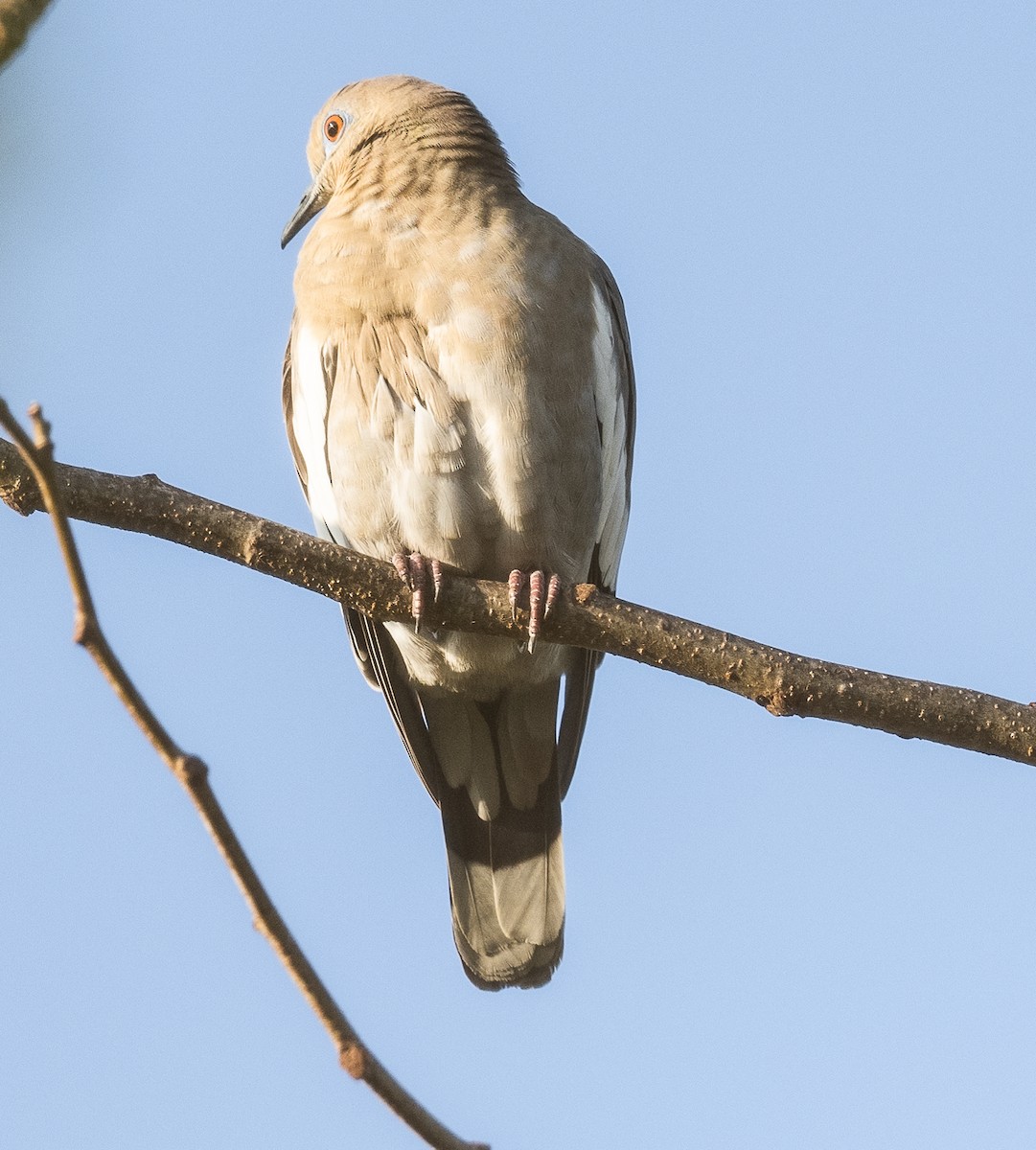 White-winged Dove - ML551405421