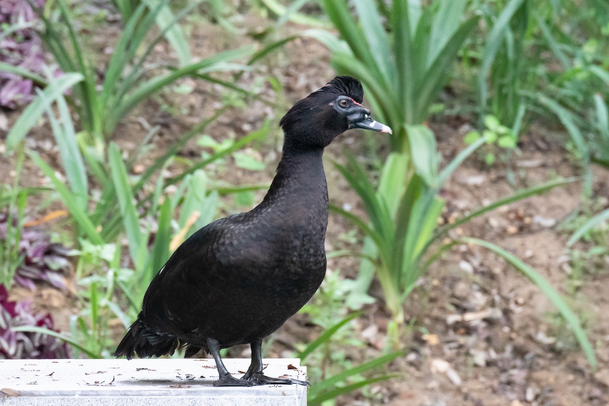 Muscovy Duck - ML551405571