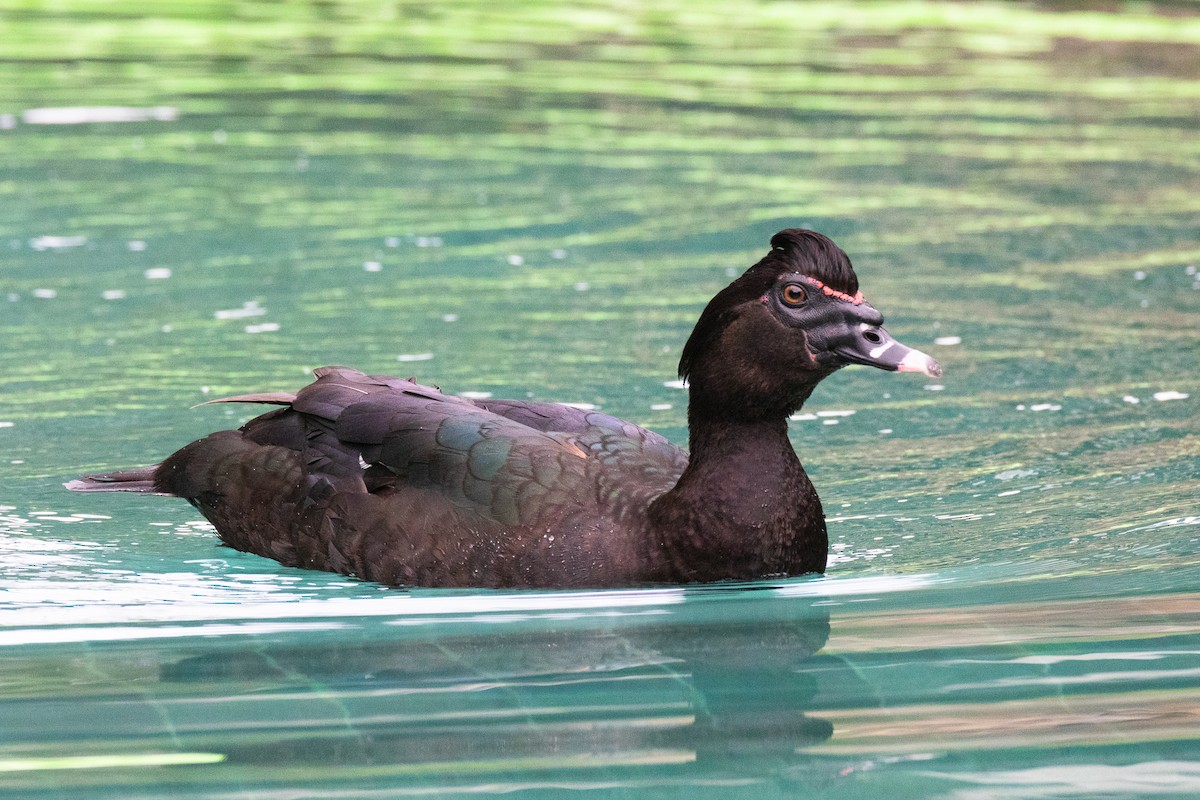 Muscovy Duck - ML551405581