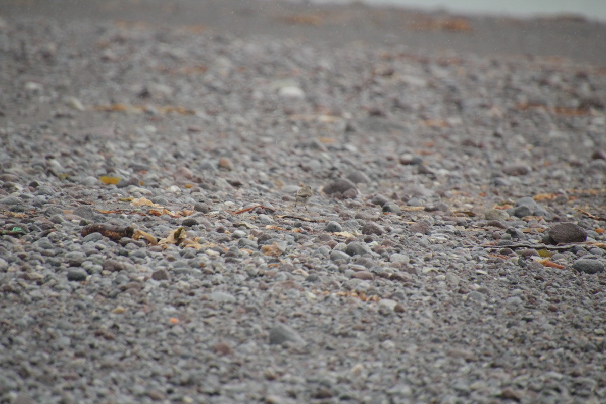 Dark-faced Ground-Tyrant - ML551405911