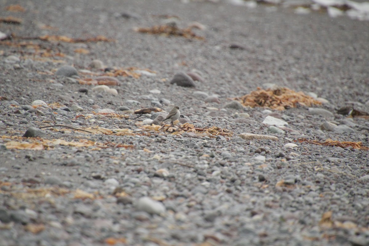 Dark-faced Ground-Tyrant - ML551405931