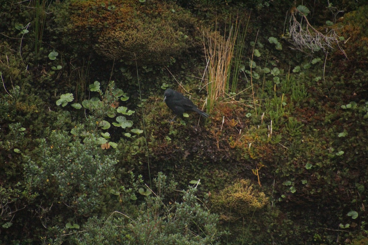Austral Blackbird - ML551406121