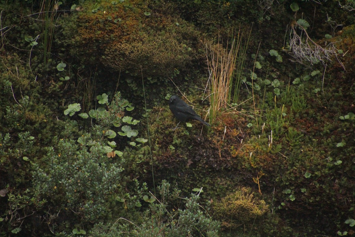Austral Blackbird - ML551406131