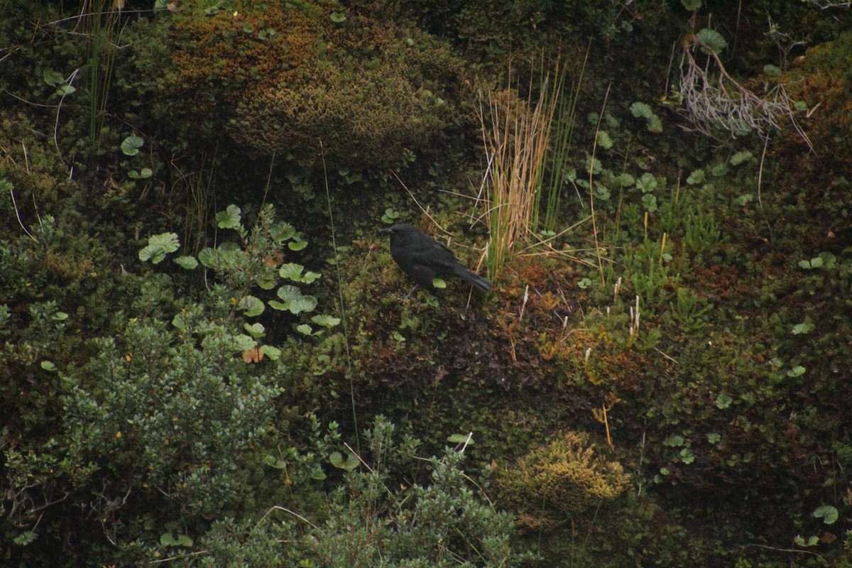 Austral Blackbird - ML551406141