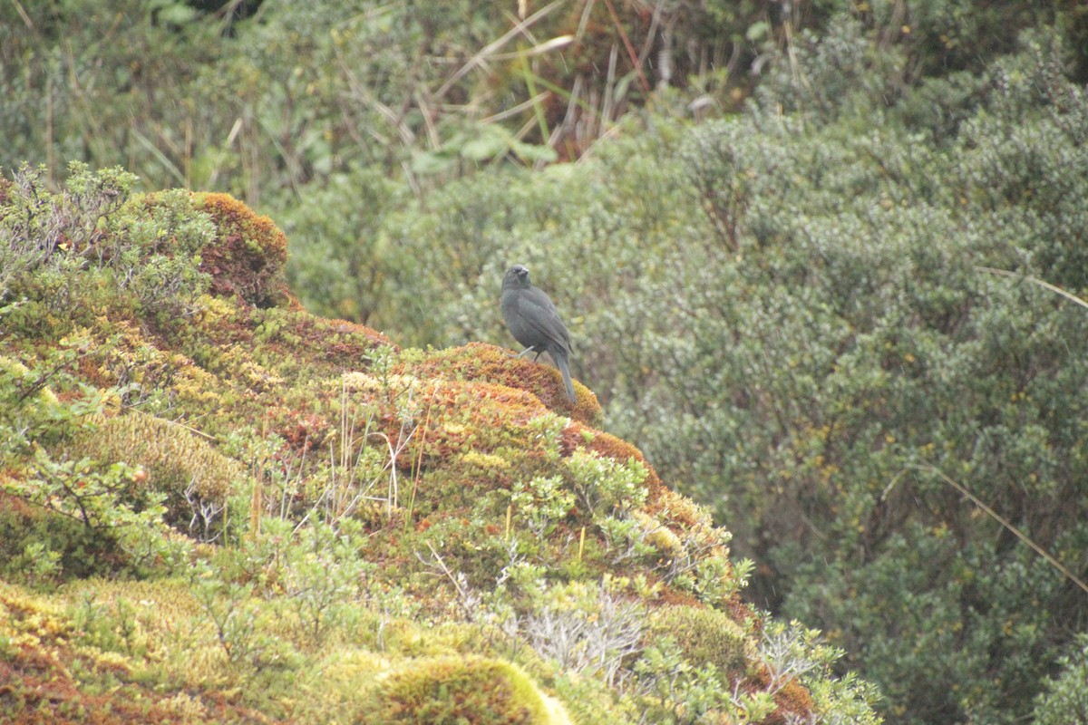 Austral Blackbird - ML551406151