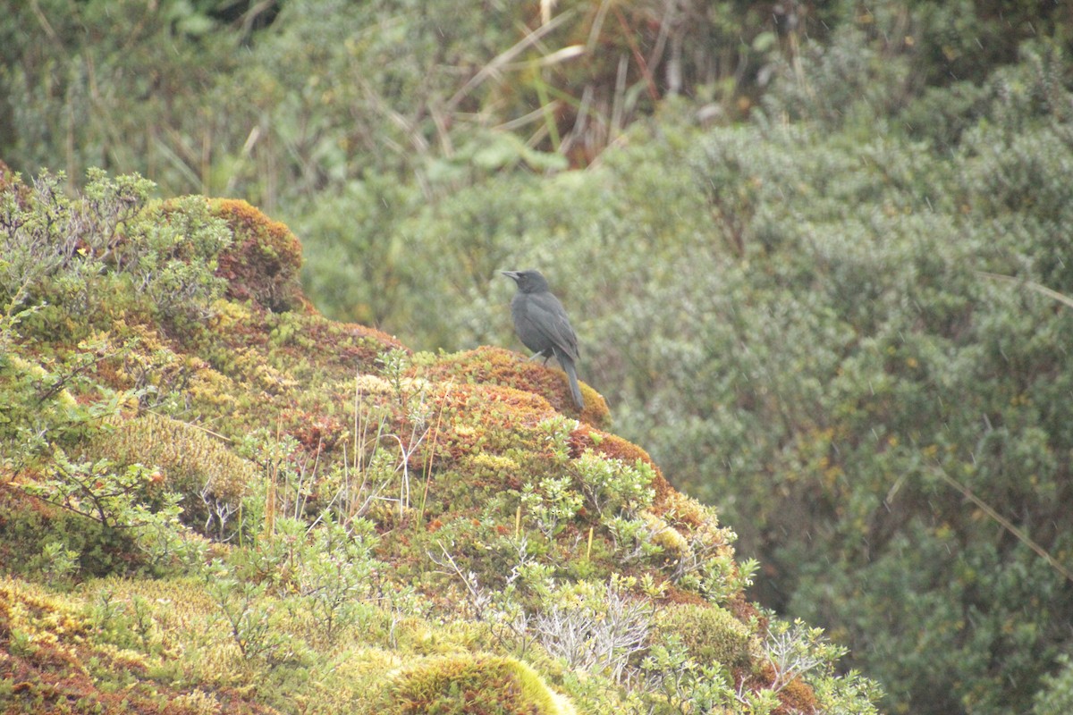 Austral Blackbird - ML551406161