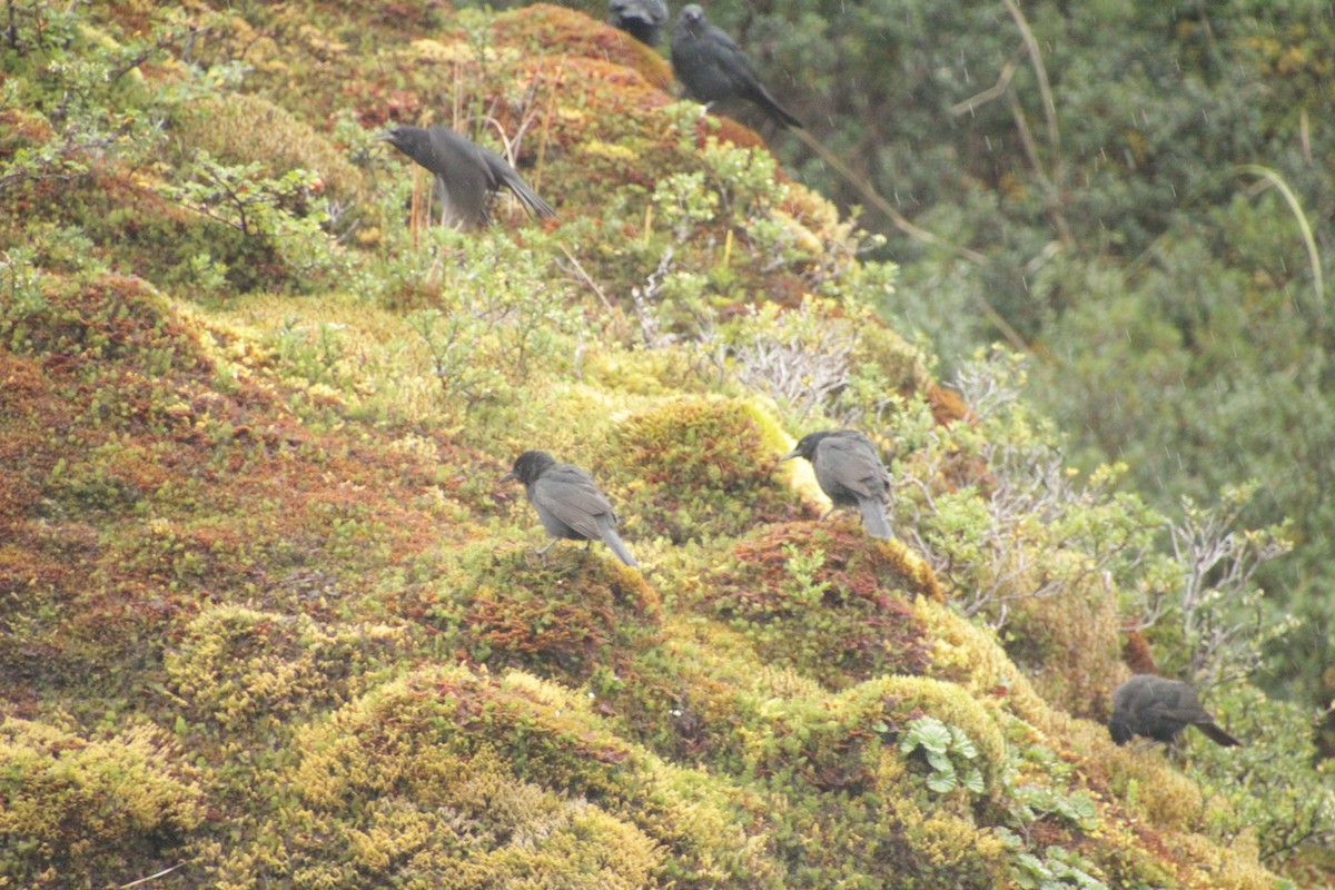 Austral Blackbird - ML551406171